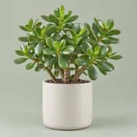 Jade plant in an ivory pot — view 1
